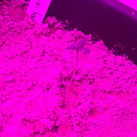 Amnesia haze growlog timeline photo