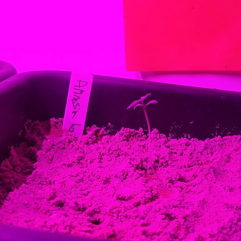 Amnesia haze growlog timeline photo