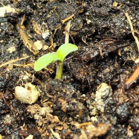 Northern Lights Auto growlog timeline photo