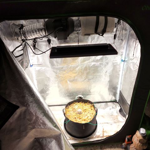 Northern Lights Auto growlog timeline photo