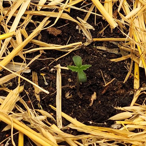 Northern Lights Auto growlog timeline photo