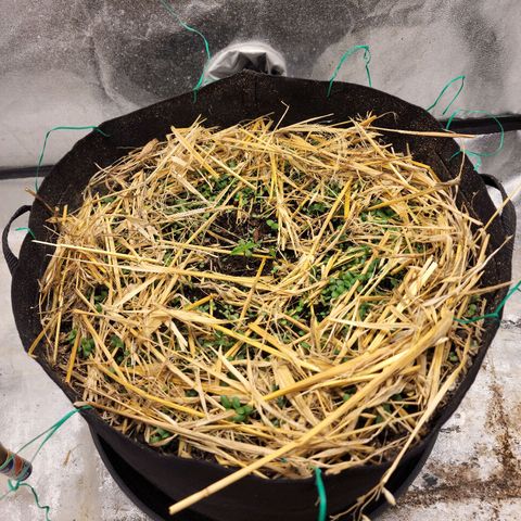 Northern Lights Auto growlog timeline photo