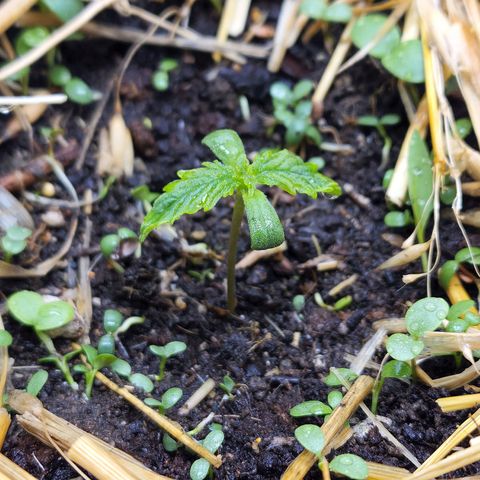 Northern Lights Auto growlog timeline photo