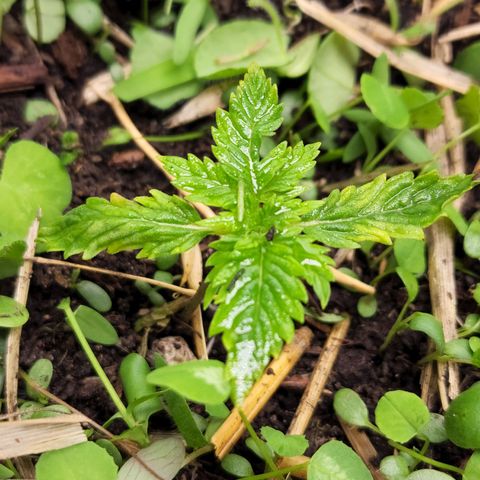 Northern Lights Auto growlog timeline photo