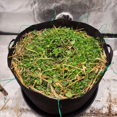 Northern Lights Auto growlog timeline photo