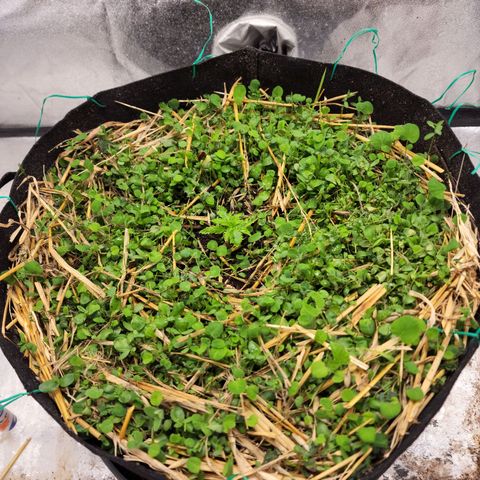 Northern Lights Auto growlog timeline photo