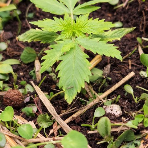 Northern Lights Auto growlog timeline photo