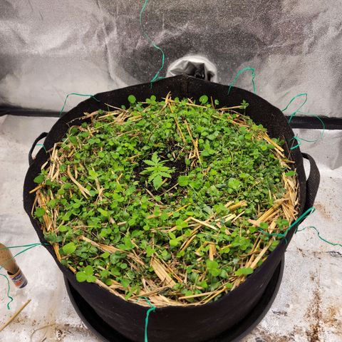 Northern Lights Auto growlog timeline photo