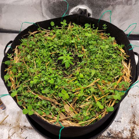 Northern Lights Auto growlog timeline photo