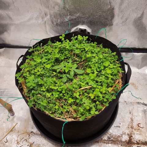 Northern Lights Auto growlog timeline photo
