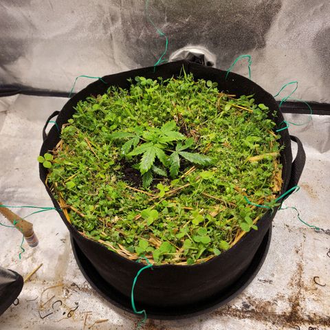 Northern Lights Auto growlog timeline photo