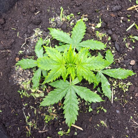 Northern Lights Auto growlog timeline photo