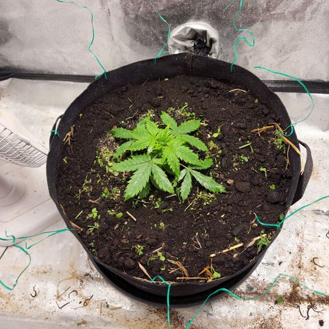 Northern Lights Auto growlog timeline photo