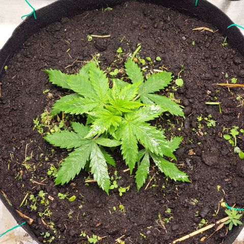 Northern Lights Auto growlog timeline photo