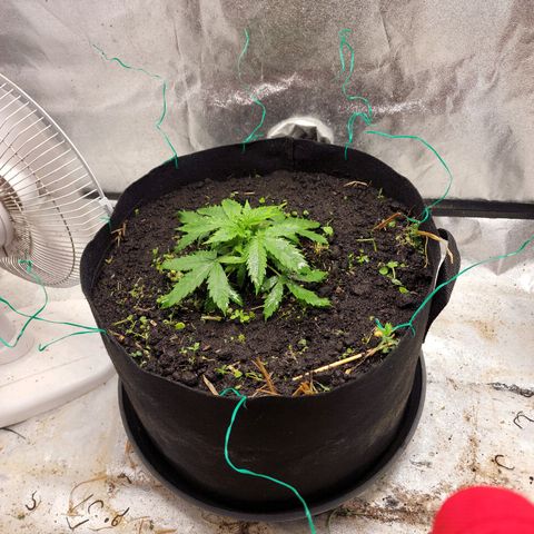 Northern Lights Auto growlog timeline photo