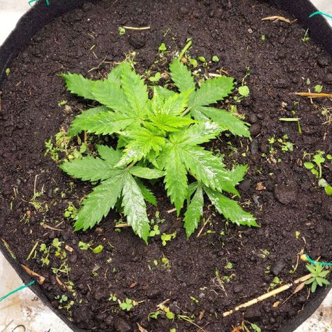 Northern Lights Auto growlog timeline photo