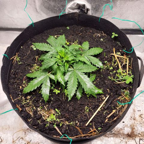 Northern Lights Auto growlog photo: After 24hrs of using some Bundling Tech, she grew out of the bundle. 
