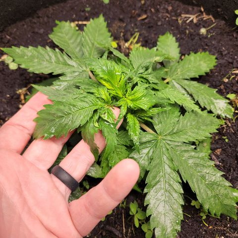 Northern Lights Auto growlog photo: After 24hrs of using some Bundling Tech, she grew out of the bundle. 