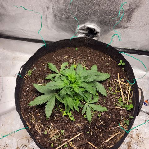 Northern Lights Auto growlog timeline photo