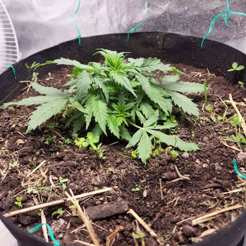 Northern Lights Auto growlog timeline photo