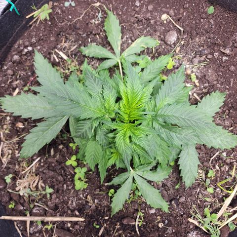 Northern Lights Auto growlog timeline photo