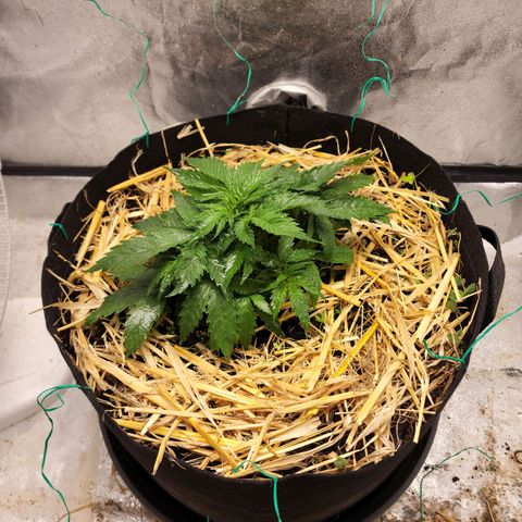 Northern Lights Auto growlog timeline photo