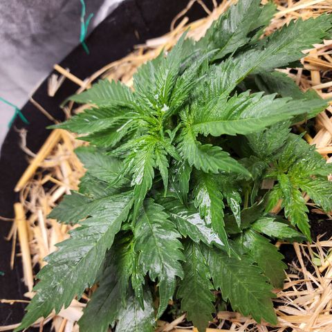 Northern Lights Auto growlog timeline photo