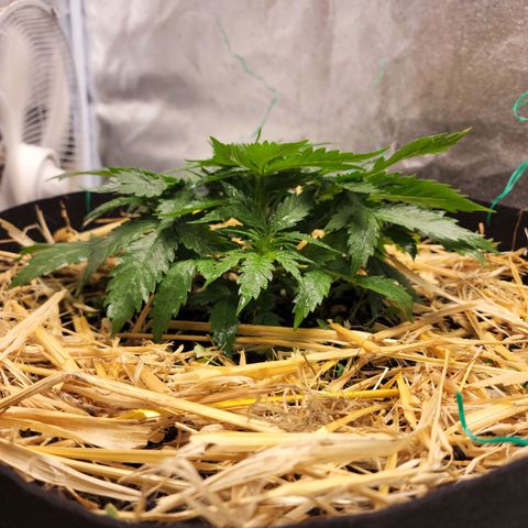 Northern Lights Auto growlog timeline photo