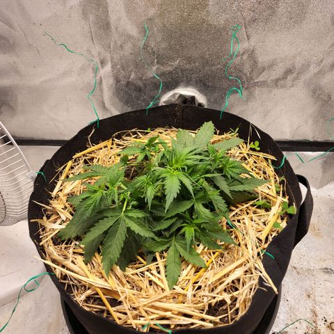 Northern Lights Auto growlog timeline photo
