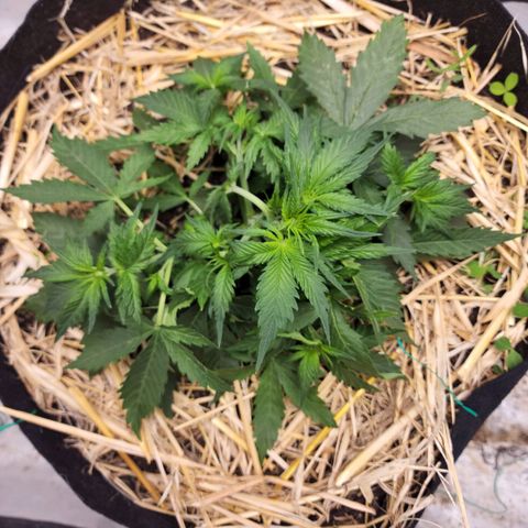Northern Lights Auto growlog timeline photo