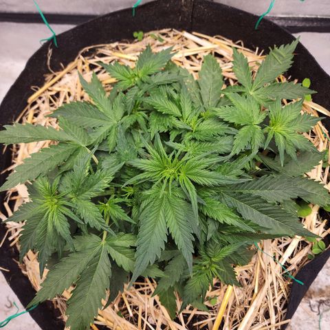 Northern Lights Auto growlog timeline photo