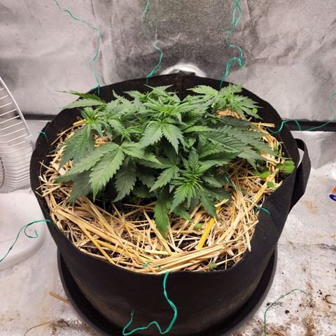 Northern Lights Auto growlog timeline photo