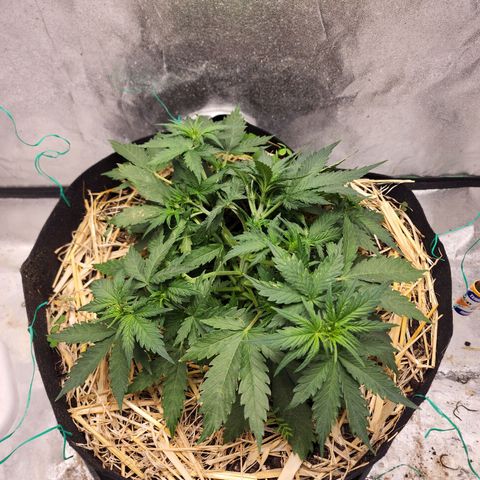Northern Lights Auto growlog timeline photo