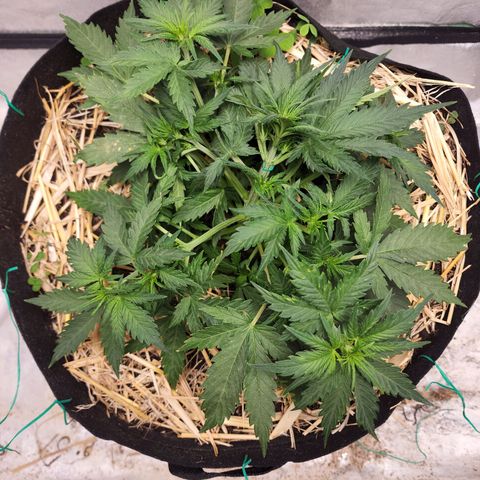Northern Lights Auto growlog timeline photo