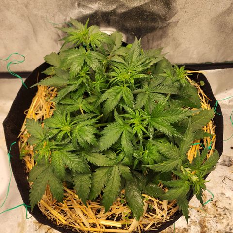 Northern Lights Auto growlog timeline photo