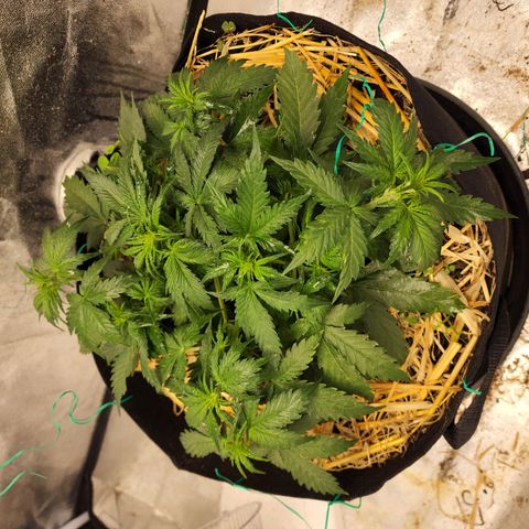 Northern Lights Auto growlog timeline photo