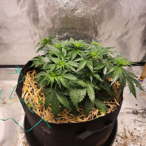 Northern Lights Auto growlog timeline photo