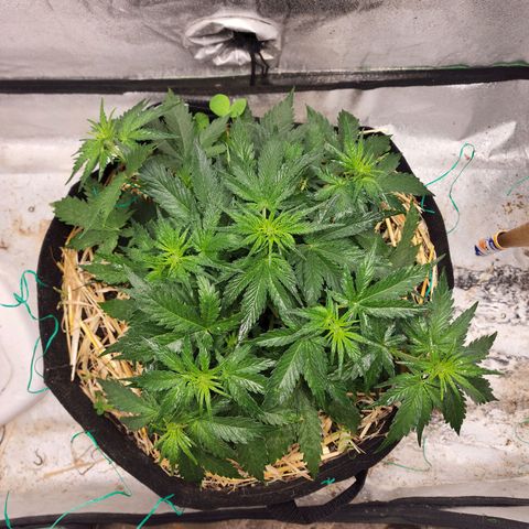 Northern Lights Auto growlog timeline photo