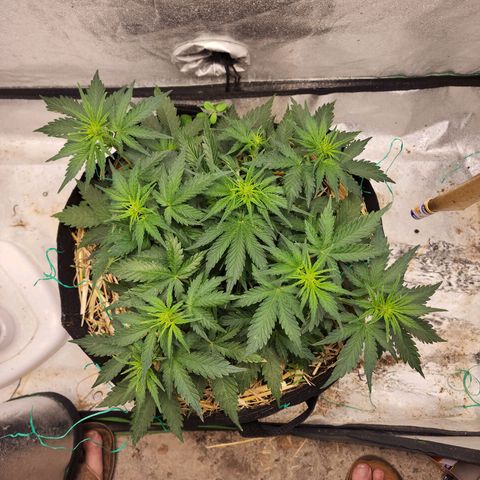 Northern Lights Auto growlog timeline photo