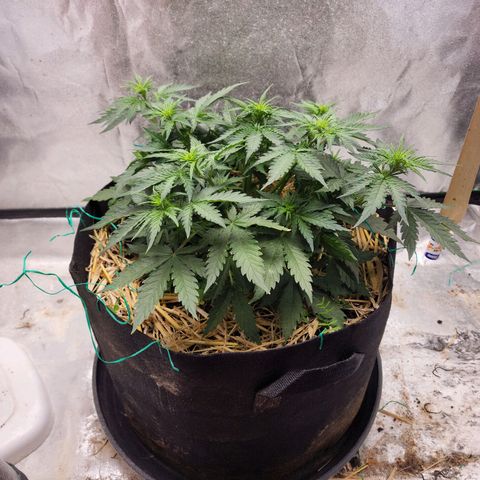 Northern Lights Auto growlog timeline photo