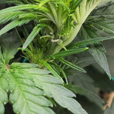 Northern Lights Auto growlog photo: Pistels starting to show