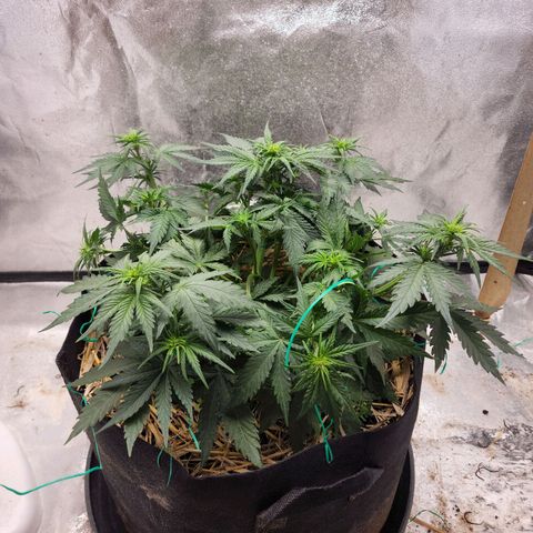 Northern Lights Auto growlog timeline photo