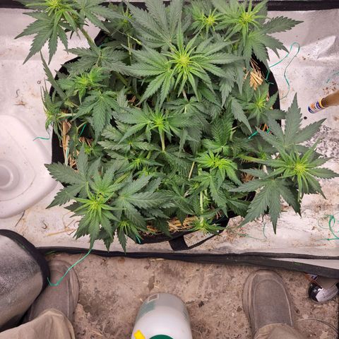 Northern Lights Auto growlog timeline photo