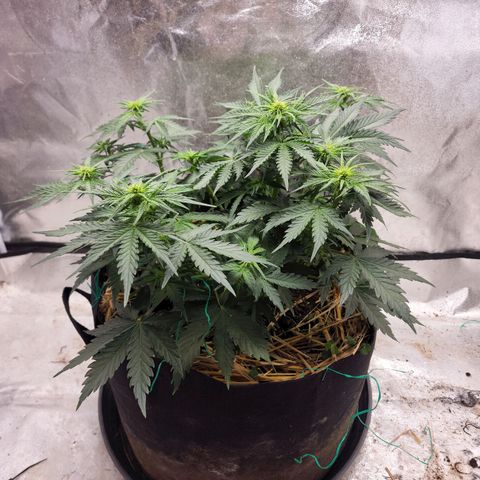 Northern Lights Auto growlog timeline photo
