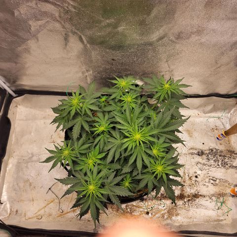 Northern Lights Auto growlog timeline photo