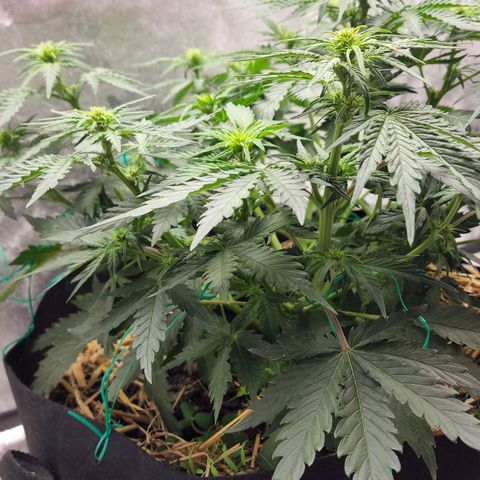 Northern Lights Auto growlog timeline photo