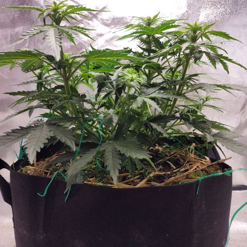 Northern Lights Auto growlog timeline photo