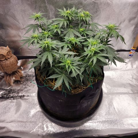 Northern Lights Auto growlog timeline photo