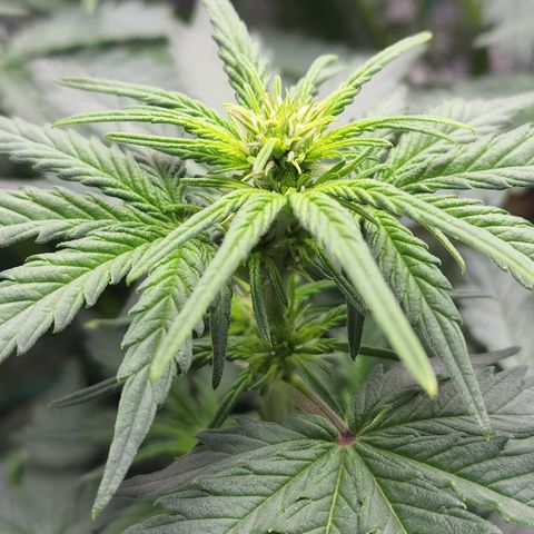 Northern Lights Auto growlog timeline photo