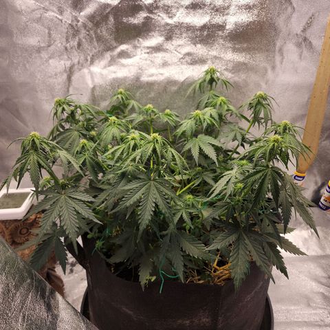 Northern Lights Auto growlog timeline photo